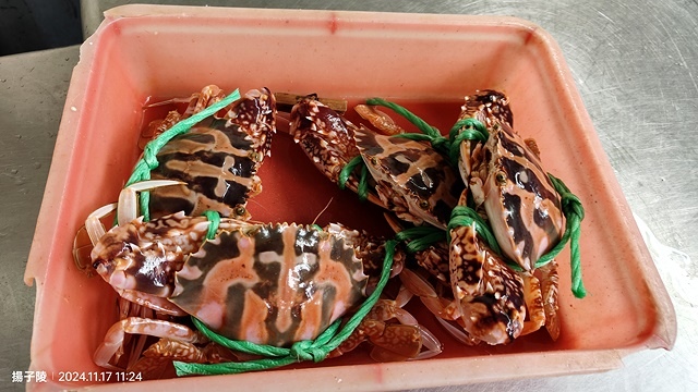 2024新北萬里阿嬌萬里蟹🦀