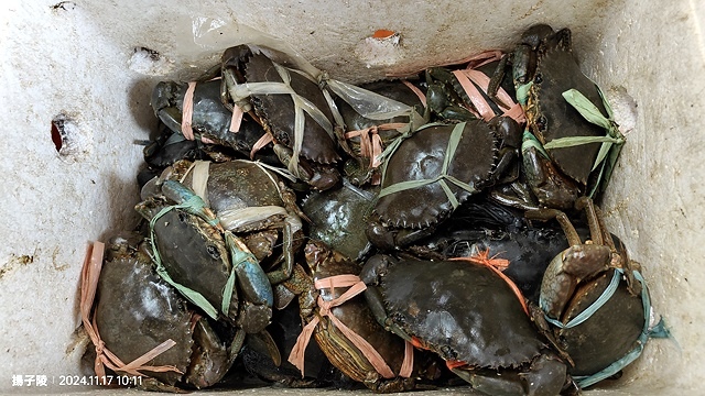 2024新北萬里阿嬌萬里蟹🦀