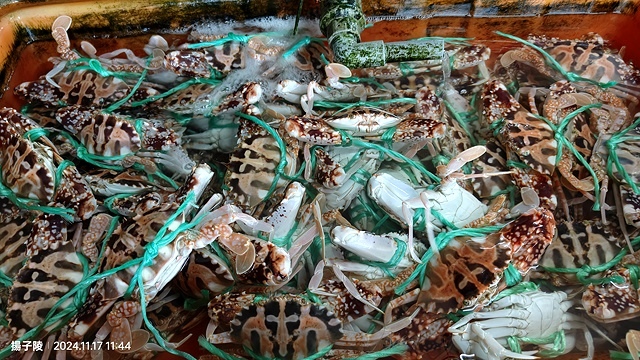 2024新北萬里阿嬌萬里蟹🦀