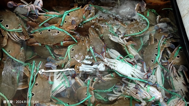 2024新北萬里阿嬌萬里蟹🦀