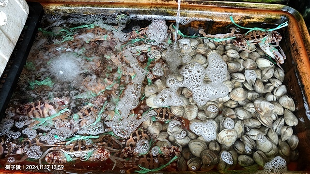 2024新北萬里阿嬌萬里蟹🦀