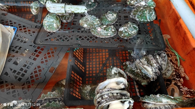 2024新北萬里阿嬌萬里蟹🦀