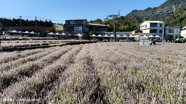 2024苗栗獅潭仙草花節🌸,活動日期:11月23日、11月2 2024苗栗獅潭仙草花節🌸,活動日期:11月23日、11月2