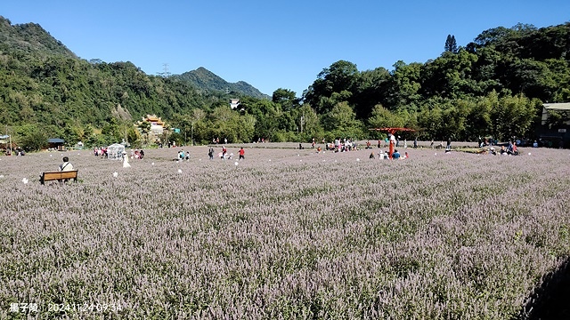 2024苗栗獅潭仙草花節🌸,活動日期:11月23日、11月2 2024苗栗獅潭仙草花節🌸,活動日期:11月23日、11月2