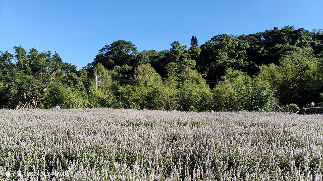 2024苗栗獅潭仙草花節🌸,活動日期:11月23日、11月2 2024苗栗獅潭仙草花節🌸,活動日期:11月23日、11月2