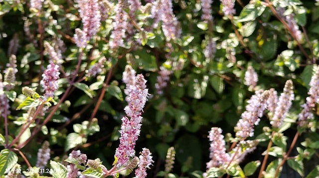 2024苗栗獅潭仙草花節🌸,活動日期:11月23日、11月2 2024苗栗獅潭仙草花節🌸,活動日期:11月23日、11月2