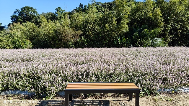 2024苗栗獅潭仙草花節🌸,活動日期:11月23日、11月2 2024苗栗獅潭仙草花節🌸,活動日期:11月23日、11月2