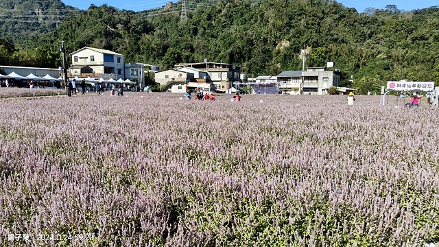 2024苗栗獅潭仙草花節🌸,活動日期:11月23日、11月2 2024苗栗獅潭仙草花節🌸,活動日期:11月23日、11月2