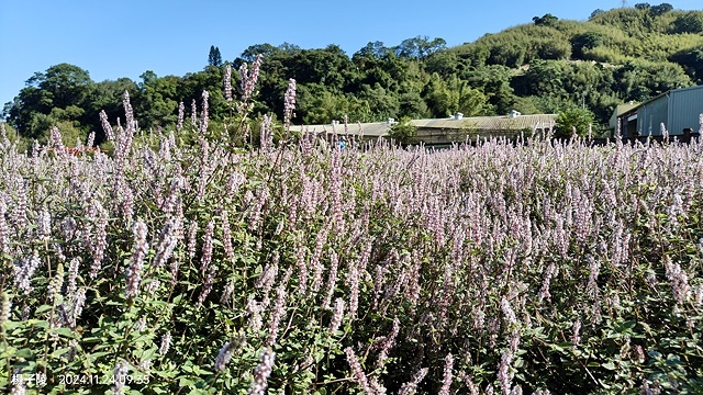 2024苗栗獅潭仙草花節🌸,活動日期:11月23日、11月2 2024苗栗獅潭仙草花節🌸,活動日期:11月23日、11月2