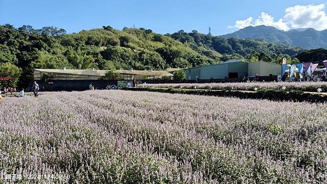 2024苗栗獅潭仙草花節🌸,活動日期:11月23日、11月2 2024苗栗獅潭仙草花節🌸,活動日期:11月23日、11月2