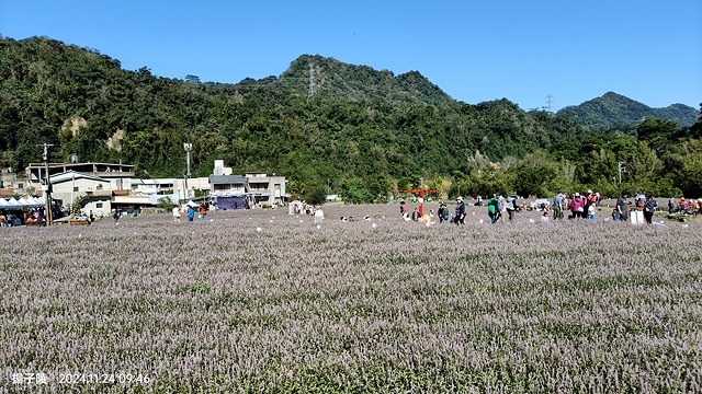 2024苗栗獅潭仙草花節🌸,活動日期:11月23日、11月2 2024苗栗獅潭仙草花節🌸,活動日期:11月23日、11月2