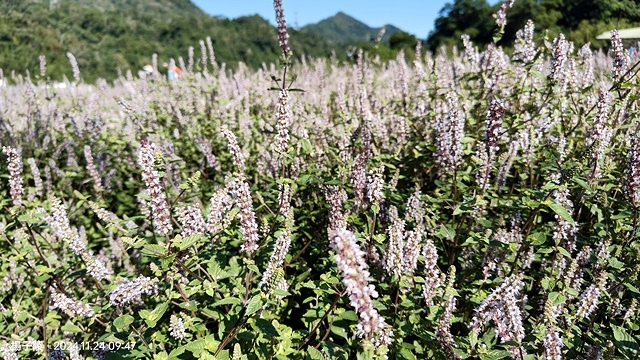 2024苗栗獅潭仙草花節🌸,活動日期:11月23日、11月2 2024苗栗獅潭仙草花節🌸,活動日期:11月23日、11月2