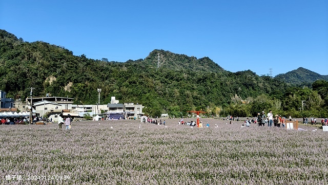 2024苗栗獅潭仙草花節🌸,活動日期:11月23日、11月2 2024苗栗獅潭仙草花節🌸,活動日期:11月23日、11月2