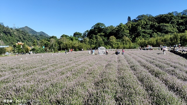 2024苗栗獅潭仙草花節🌸,活動日期:11月23日、11月2 2024苗栗獅潭仙草花節🌸,活動日期:11月23日、11月2