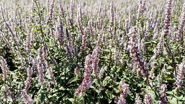 2024苗栗獅潭仙草花節🌸,活動日期:11月23日、11月2 2024苗栗獅潭仙草花節🌸,活動日期:11月23日、11月2