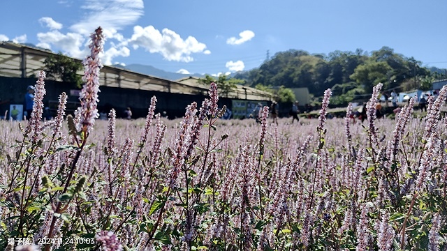2024苗栗獅潭仙草花節🌸,活動日期:11月23日、11月2 2024苗栗獅潭仙草花節🌸,活動日期:11月23日、11月2