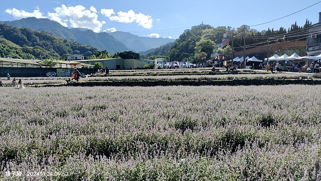 2024苗栗獅潭仙草花節🌸,活動日期:11月23日、11月2 2024苗栗獅潭仙草花節🌸,活動日期:11月23日、11月2