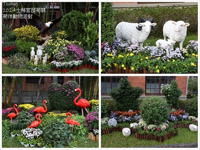 2024士林官邸菊展、菊伴動物派對,首次開放夜間賞花到晚上9 2024士林官邸菊展、菊伴動物派對,首次開放夜間賞花到晚上9