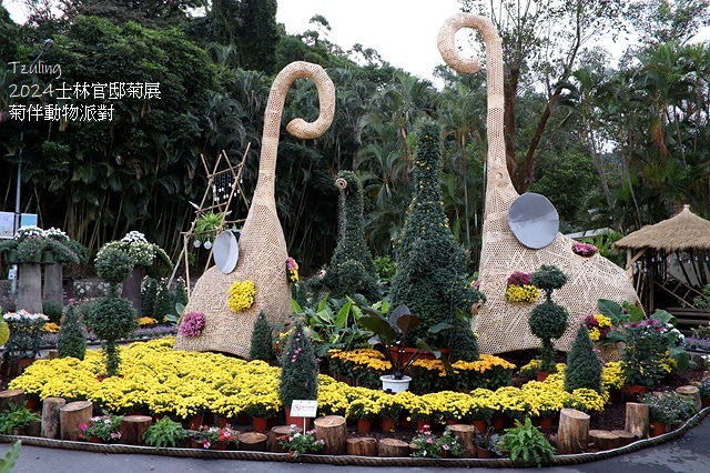 2024士林官邸菊展、菊伴動物派對,首次開放夜間賞花到晚上9 2024士林官邸菊展、菊伴動物派對,首次開放夜間賞花到晚上9