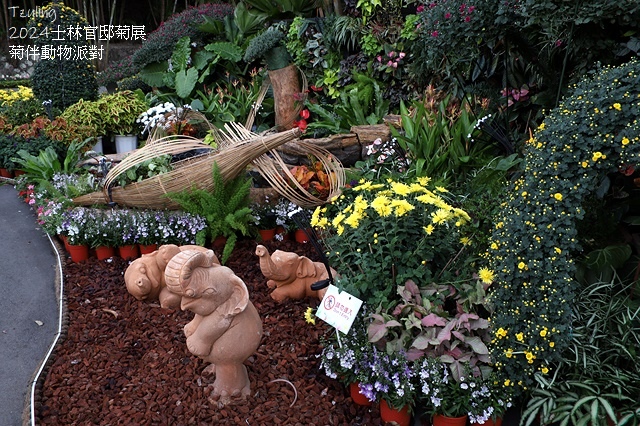 2024士林官邸菊展、菊伴動物派對,首次開放夜間賞花到晚上9 2024士林官邸菊展、菊伴動物派對,首次開放夜間賞花到晚上9