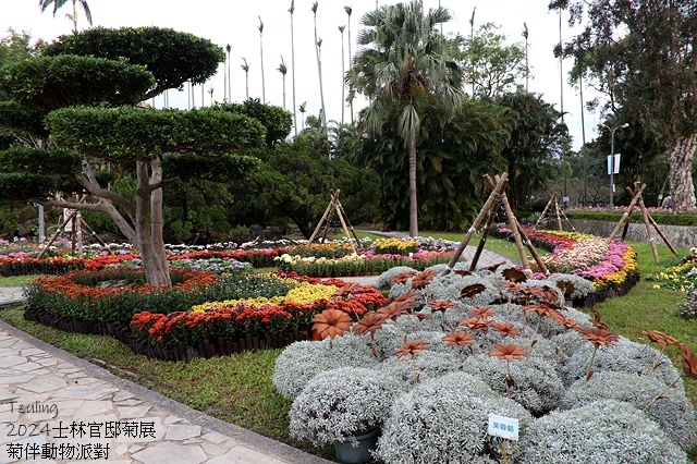 2024士林官邸菊展、菊伴動物派對,首次開放夜間賞花到晚上9 2024士林官邸菊展、菊伴動物派對,首次開放夜間賞花到晚上9