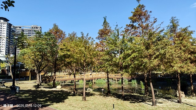 2025新北新莊，頭前運動公園迷你版落羽松美景，1/13即時