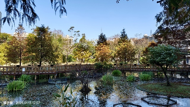 2025新北新莊，頭前運動公園迷你版落羽松美景，1/13即時