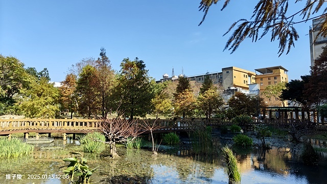 2025新北新莊，頭前運動公園迷你版落羽松美景，1/13即時