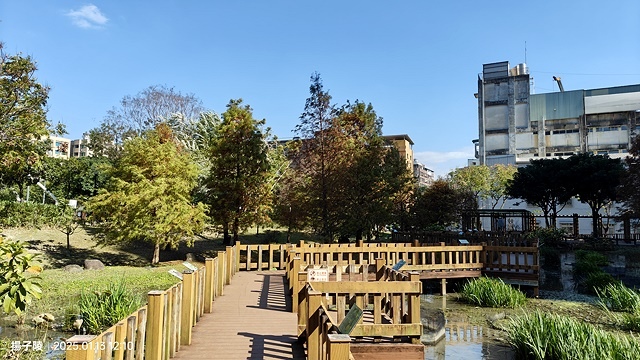 2025新北新莊，頭前運動公園迷你版落羽松美景，1/13即時