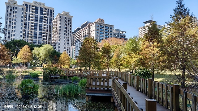 2025新北新莊，頭前運動公園迷你版落羽松美景，1/13即時