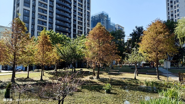 2025新北新莊，頭前運動公園迷你版落羽松美景，1/13即時