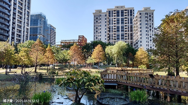 2025新北新莊，頭前運動公園迷你版落羽松美景，1/13即時