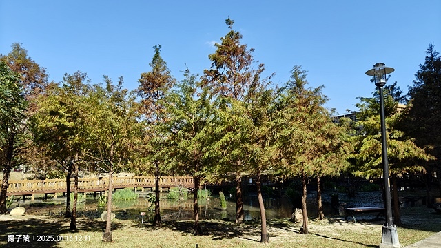 2025新北新莊，頭前運動公園迷你版落羽松美景，1/13即時
