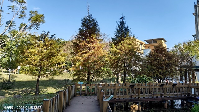 2025新北新莊，頭前運動公園迷你版落羽松美景，1/13即時