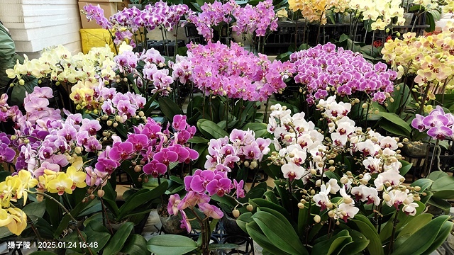 2025台北花市🌸|內湖花市|台北花市花禮想|2025春節營