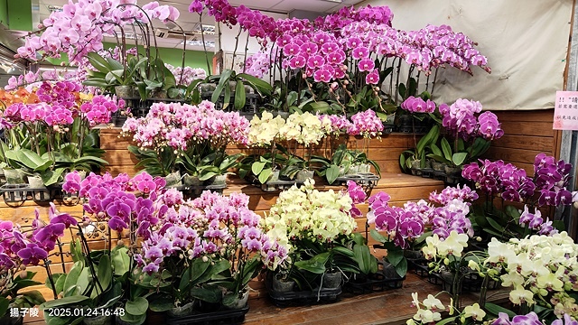 2025台北花市🌸|內湖花市|台北花市花禮想|2025春節營