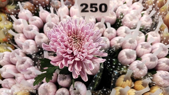 2025台北花市🌸|內湖花市|台北花市花禮想|2025春節營