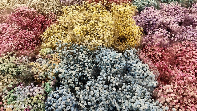 2025台北花市🌸|內湖花市|台北花市花禮想|2025春節營