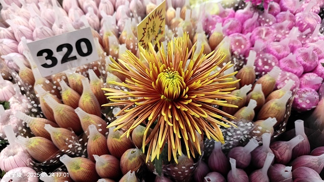 2025台北花市🌸|內湖花市|台北花市花禮想|2025春節營