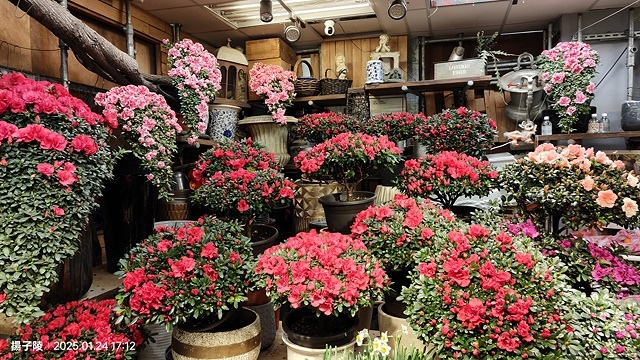 2025台北花市🌸|內湖花市|台北花市花禮想|2025春節營