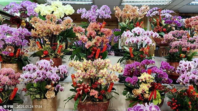 2025台北花市🌸|內湖花市|台北花市花禮想|2025春節營