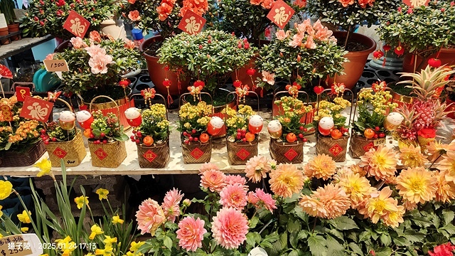 2025台北花市🌸|內湖花市|台北花市花禮想|2025春節營