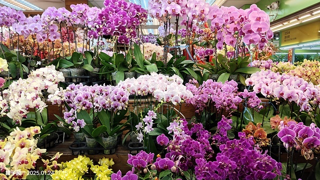 2025台北花市🌸|內湖花市|台北花市花禮想|2025春節營
