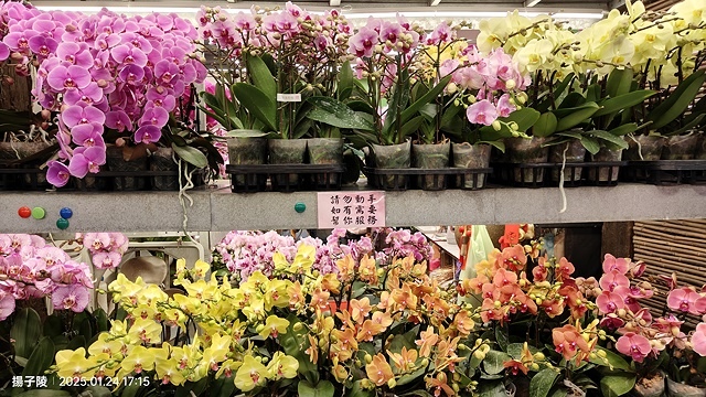 2025台北花市🌸|內湖花市|台北花市花禮想|2025春節營