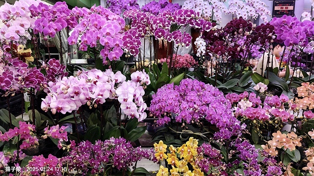 2025台北花市🌸|內湖花市|台北花市花禮想|2025春節營