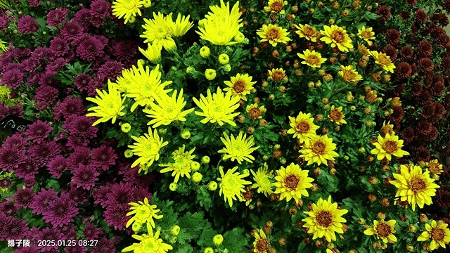 2025建國假日花市|春節花市暨日本松江大根牡丹花展🌸福蛇送