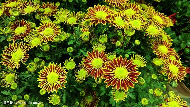 2025建國假日花市|春節花市暨日本松江大根牡丹花展🌸福蛇送