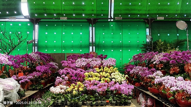 2025建國假日花市|春節花市暨日本松江大根牡丹花展🌸福蛇送