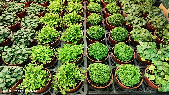 2025建國假日花市|春節花市暨日本松江大根牡丹花展🌸福蛇送