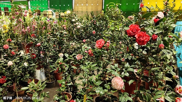 2025建國假日花市|春節花市暨日本松江大根牡丹花展🌸福蛇送